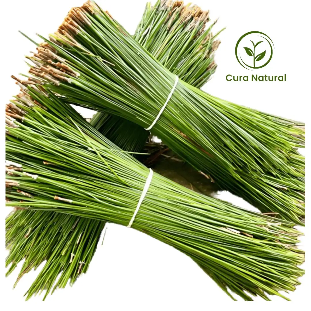 AGULHAS DE PINHEIRO PINUS PINASTER FRESCAS