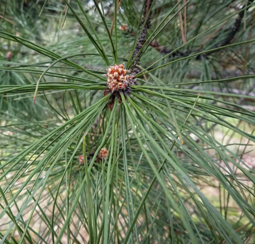 AGULHAS DE PINHEIRO PINUS PINASTER FRESCAS