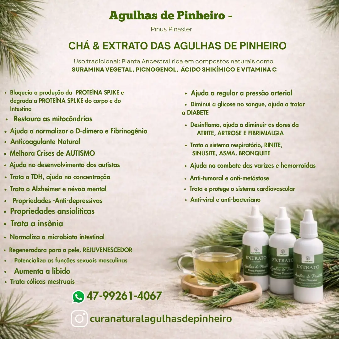 AGULHAS DE PINHEIRO PINUS PINASTER FRESCAS